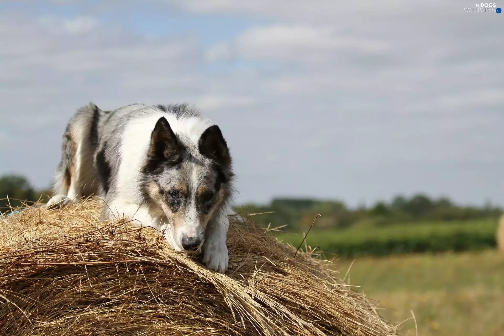 Border Collie, Hay