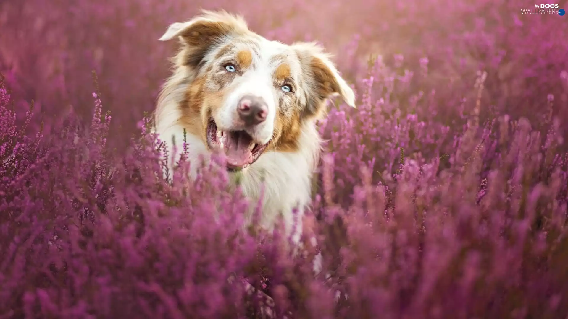 Border Collie, heather