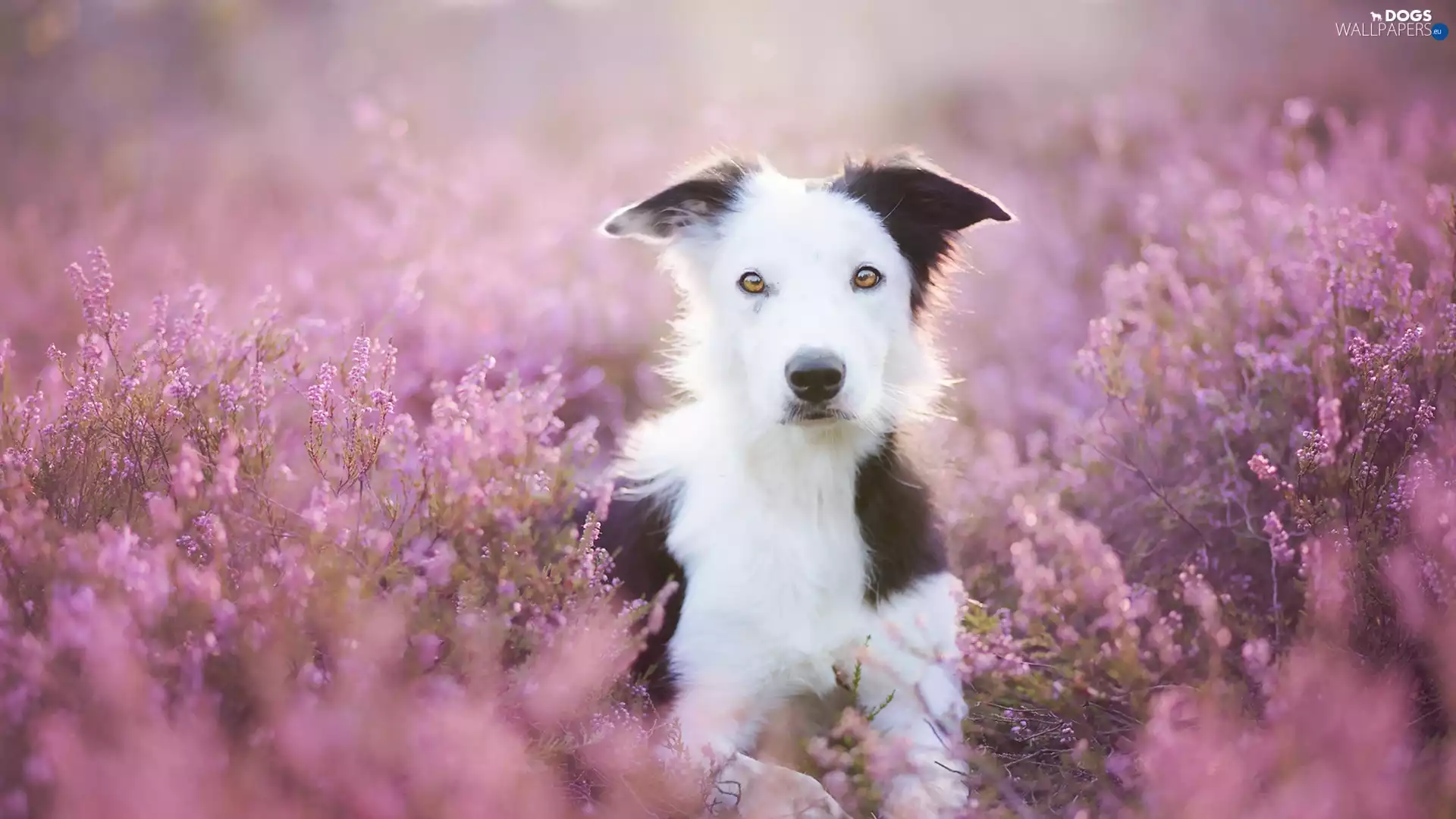 Border Collie, heather