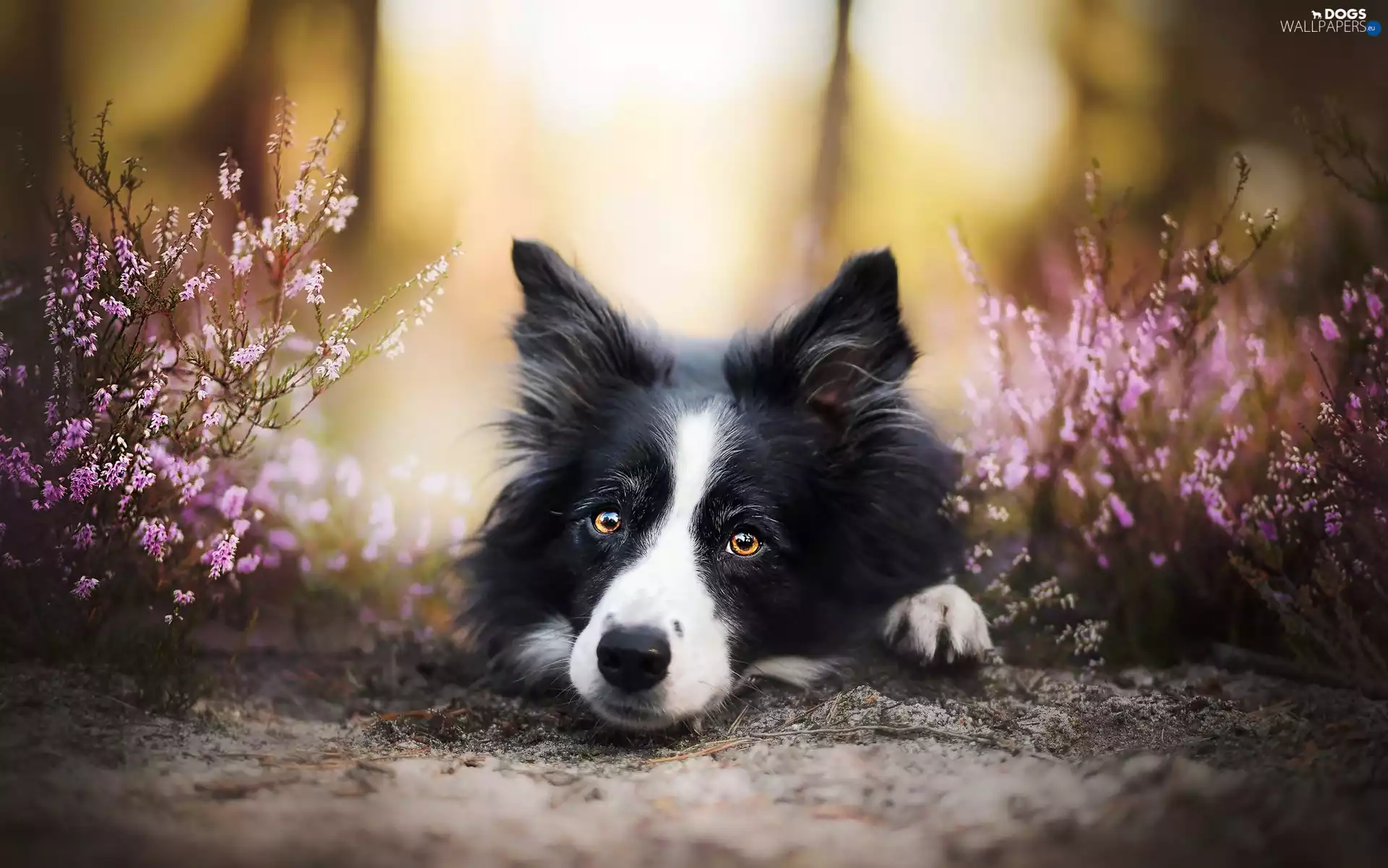 Border Collie, heathers