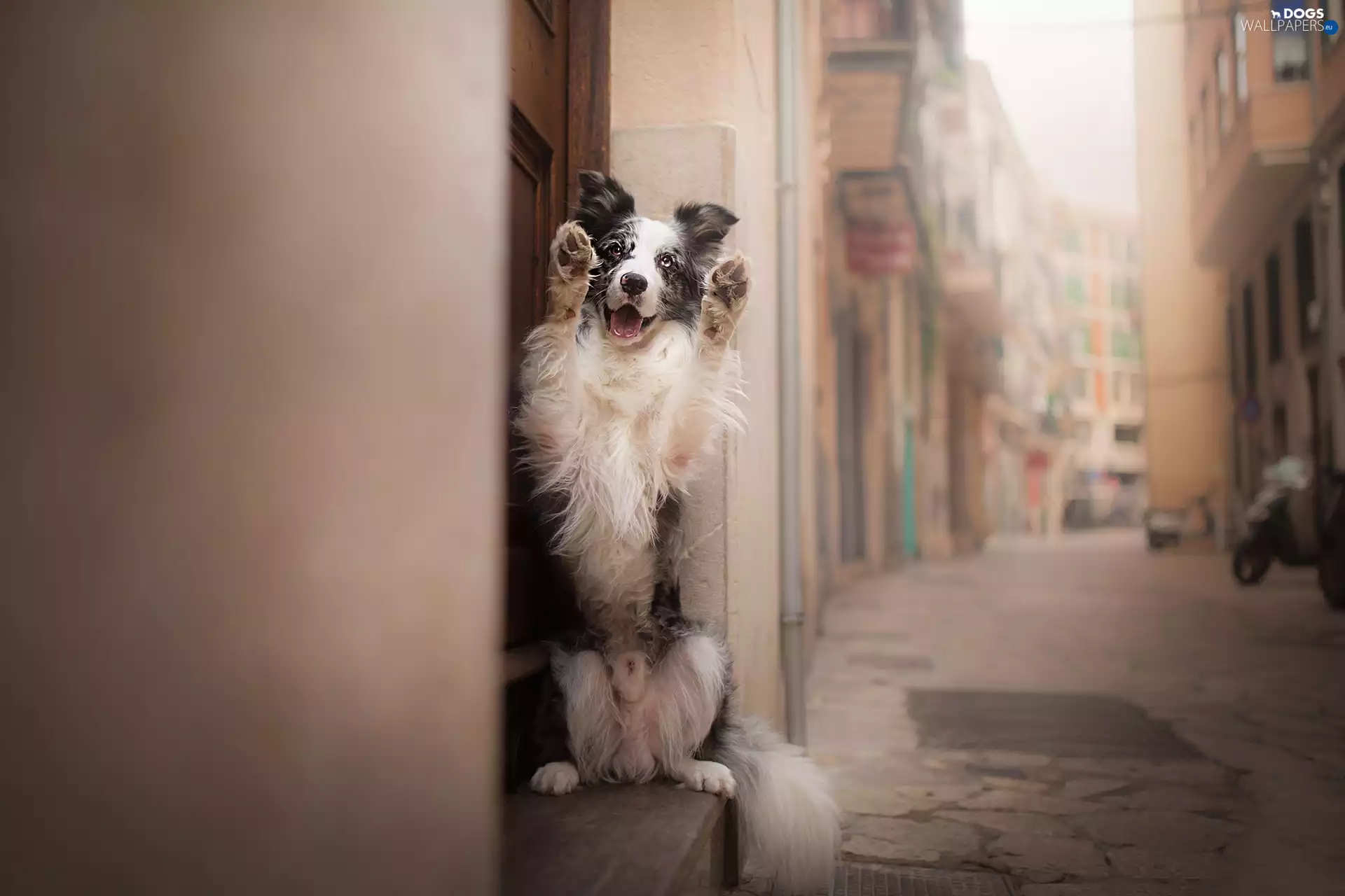 alley, apartment house, Border Collie, attitude, dog
