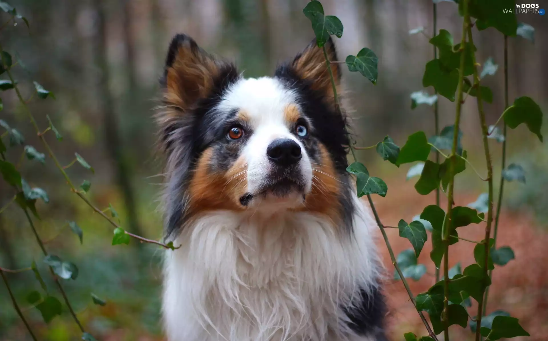 Border Collie, ivy