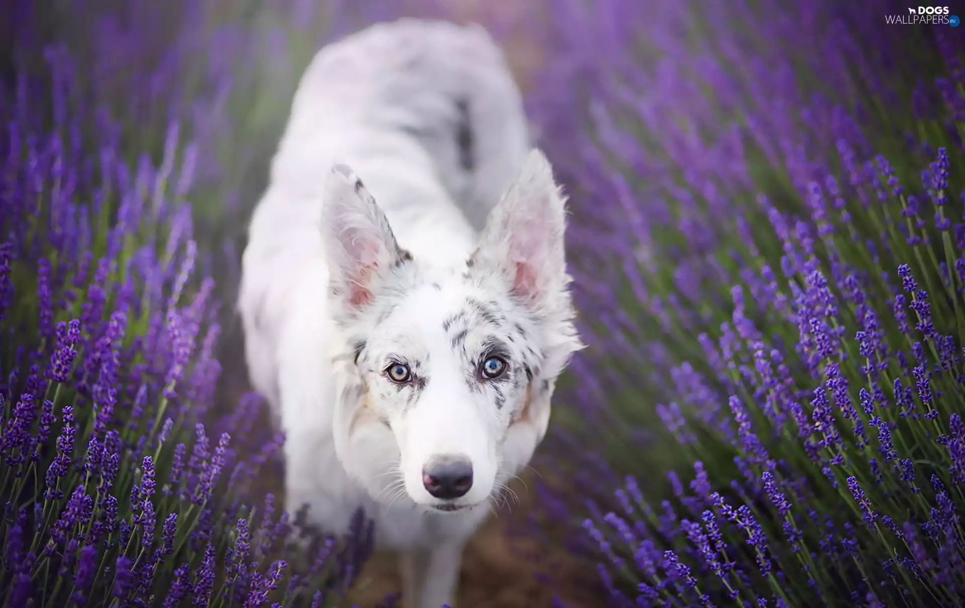 Border Collie, lavender