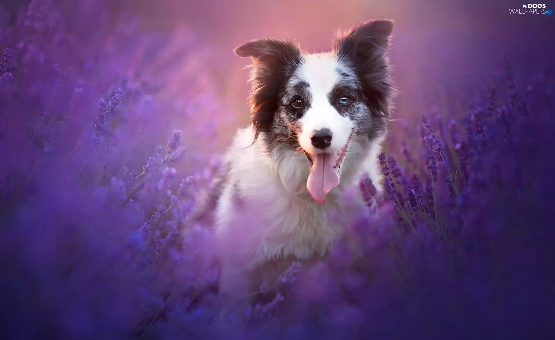 Border Collie, lavender