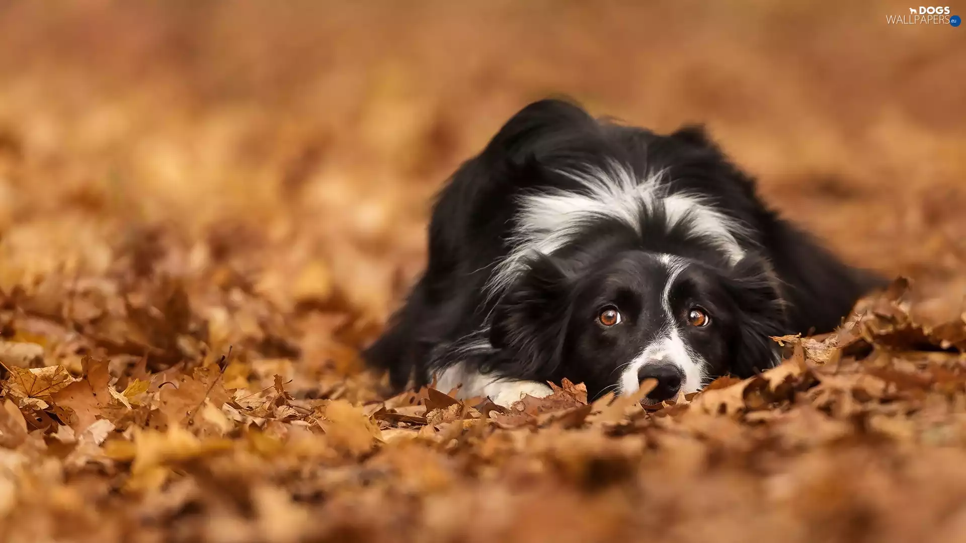 Border Collie, Leaf