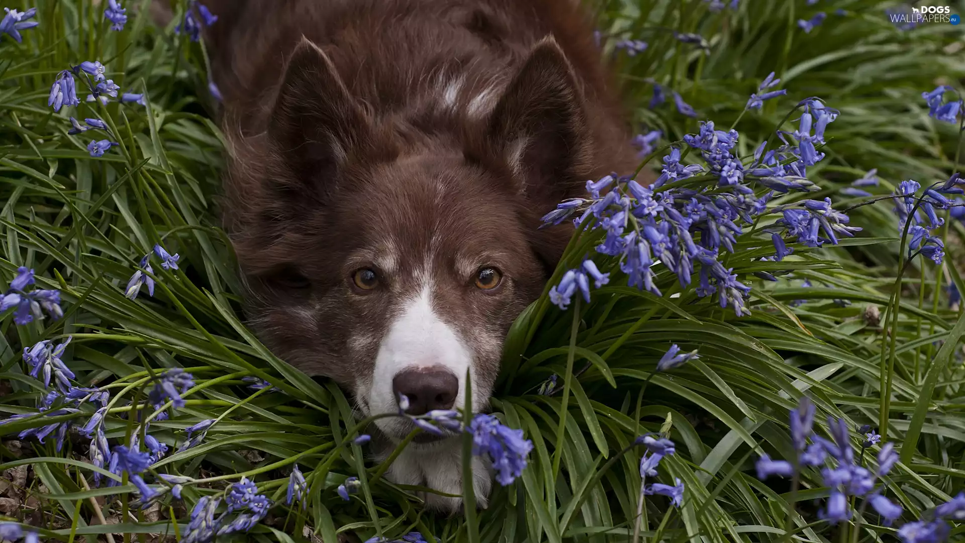 muzzle, Flowers, dog, Border Collie, lying