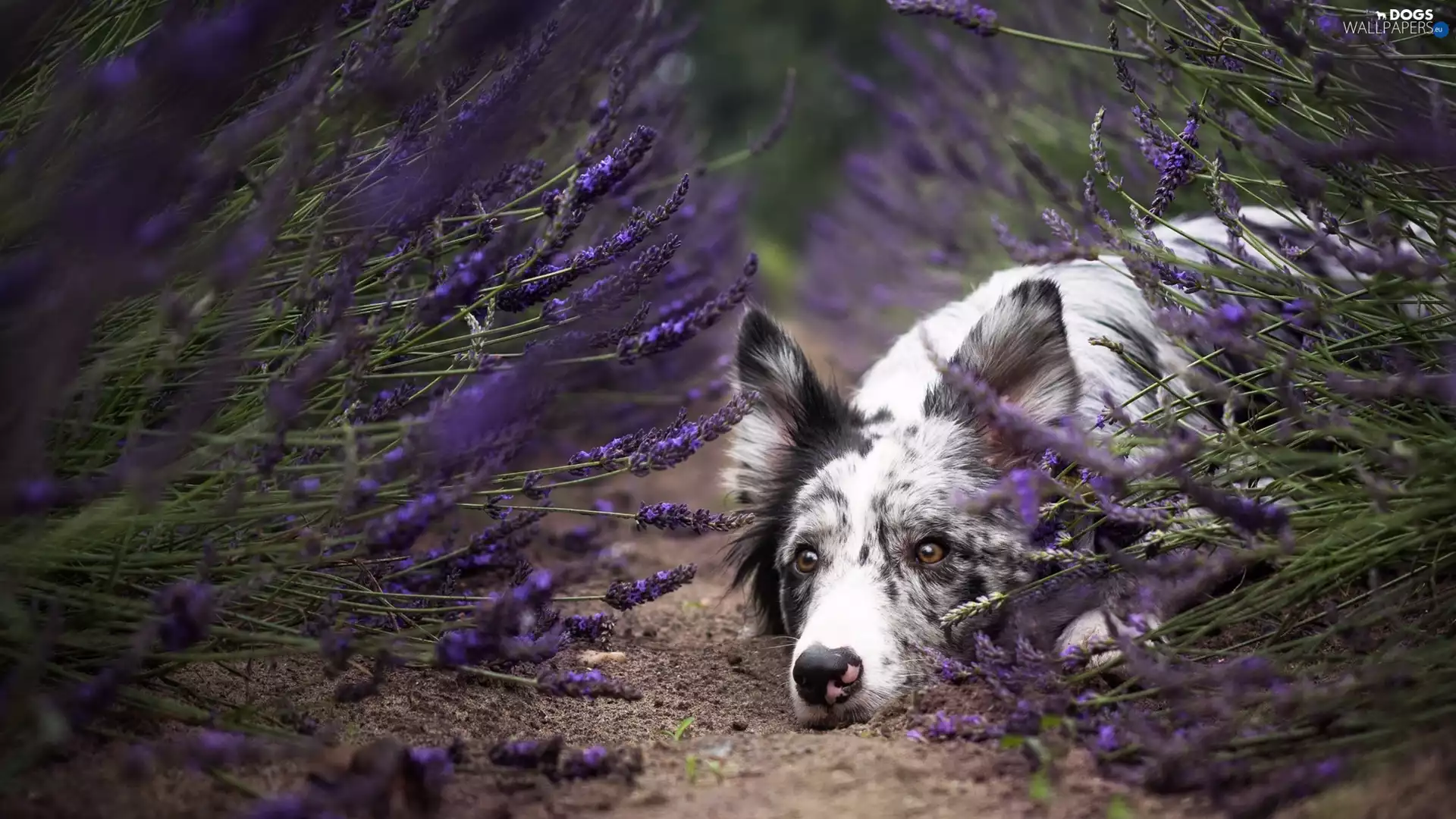 muzzle, lavender, dog, Border Collie, lying