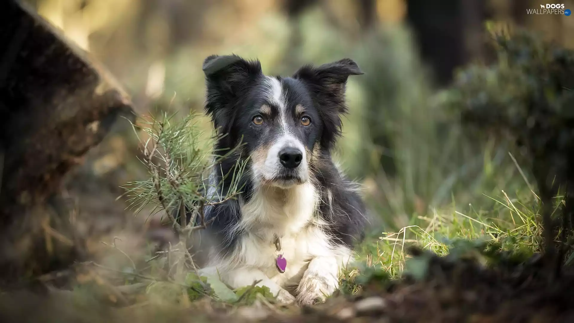 muzzle, Plants, dog, Border Collie, lying