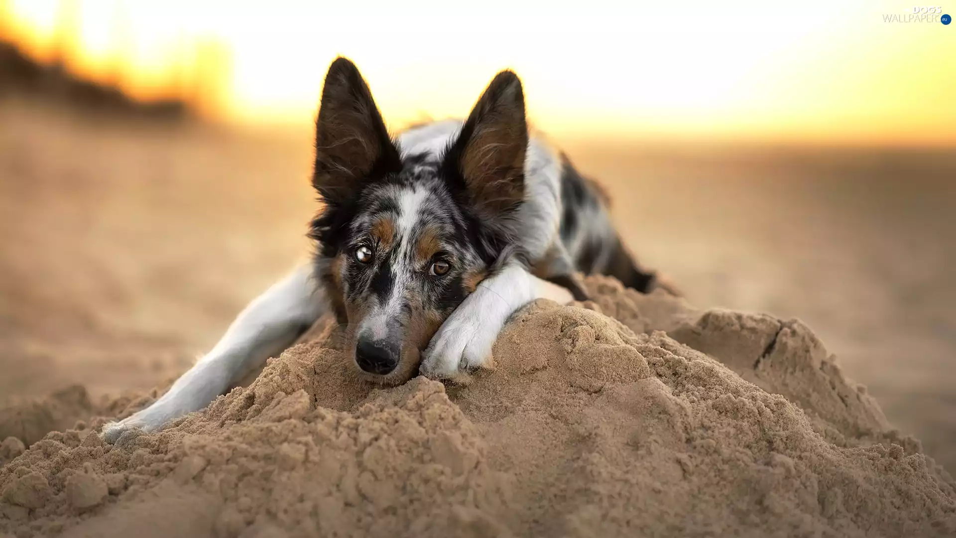 muzzle, Sand, dog, Border Collie, lying