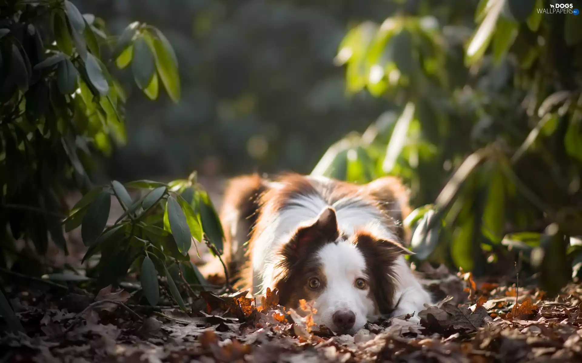 Plants, Leaf, dog, Border Collie, lying