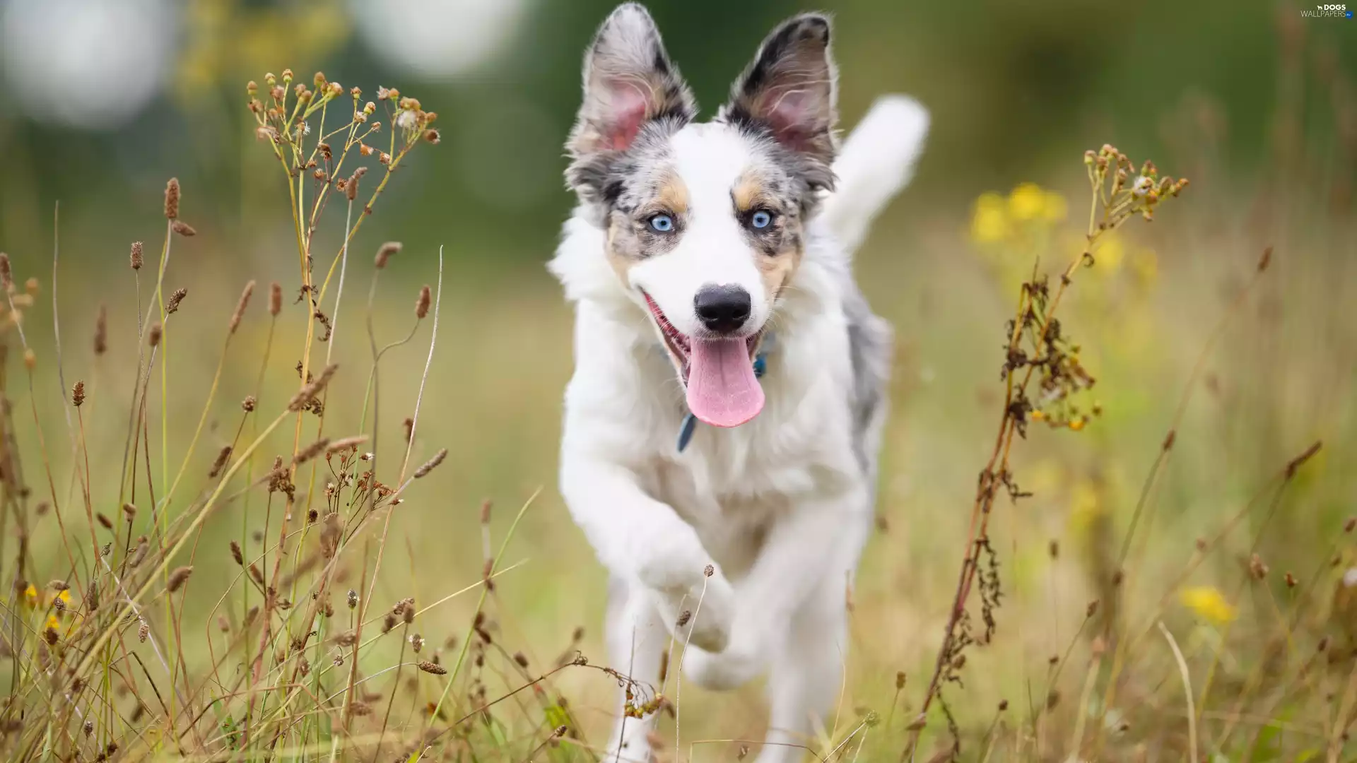 Border Collie, Meadow