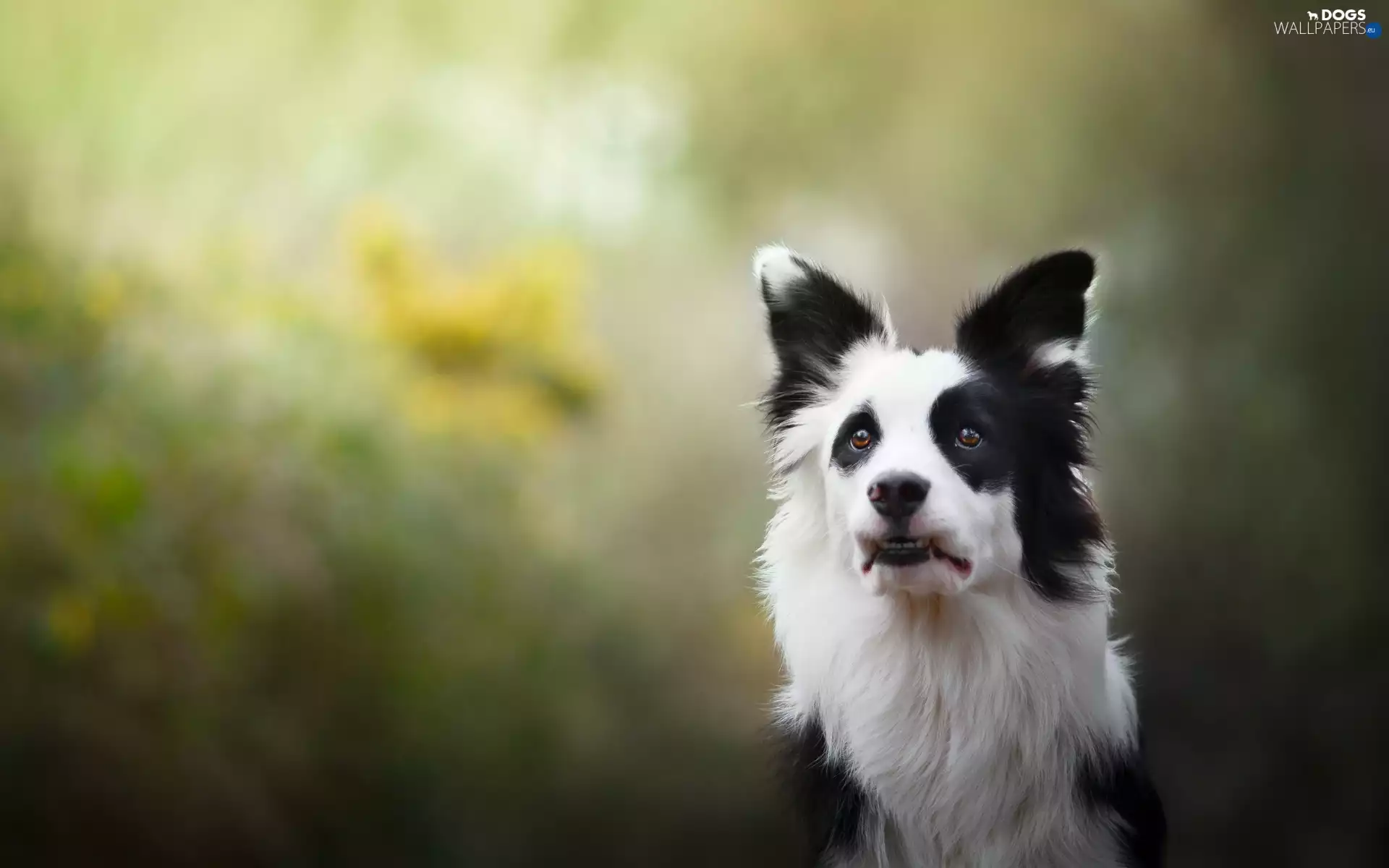 Border Collie, mouth