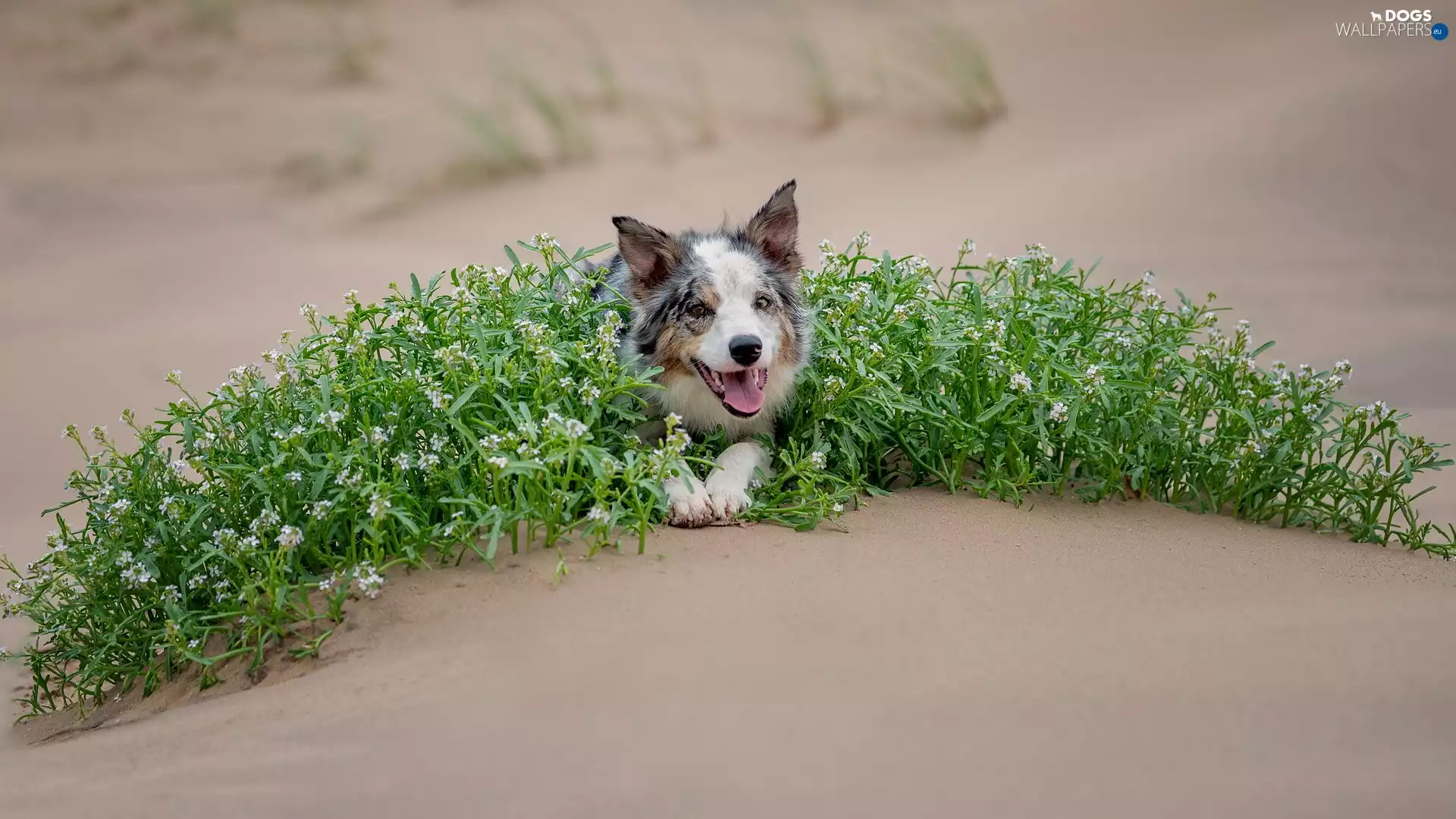 green ones, Plants, Border Collie, Sand, dog
