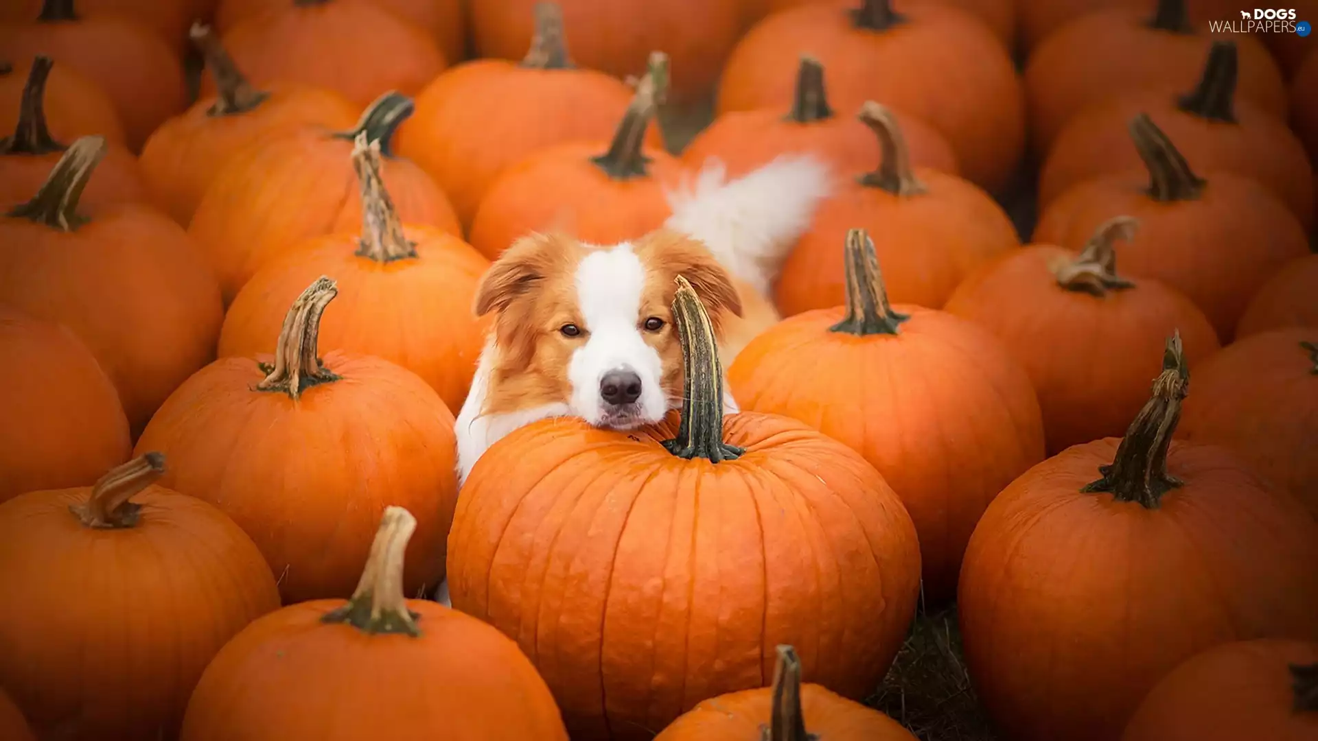 Border Collie, pumpkin