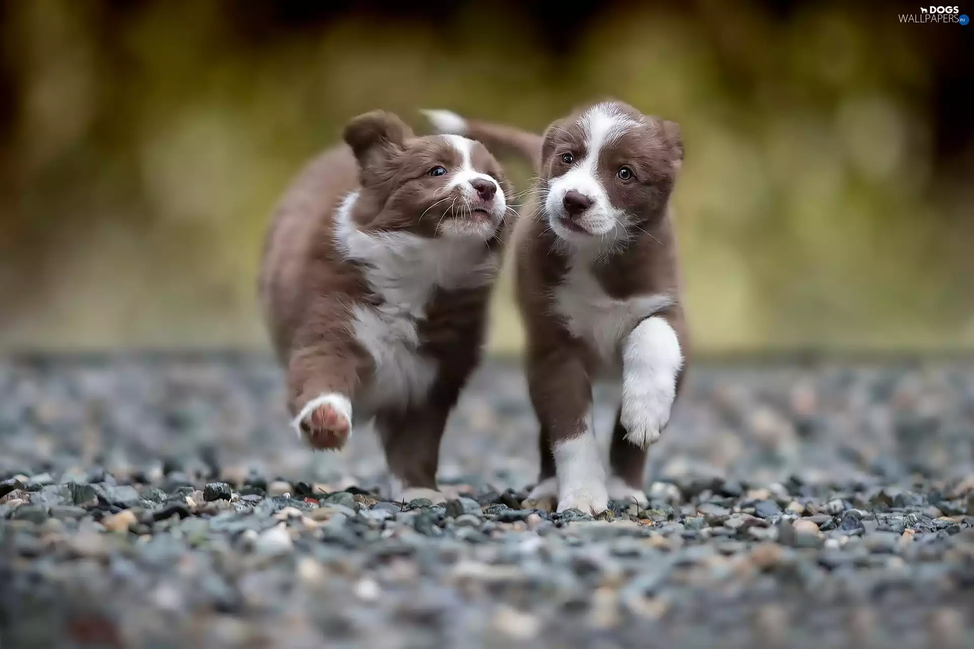 Two cars, sweet, Border Collie, puppies
