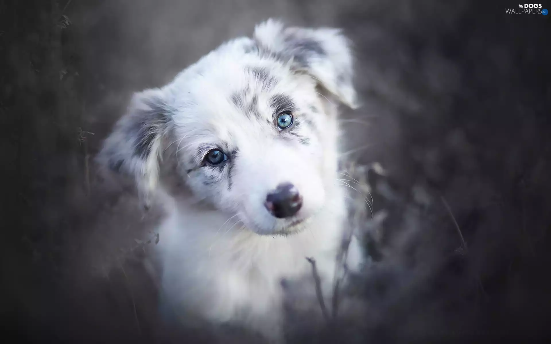 Border Collie, Puppy