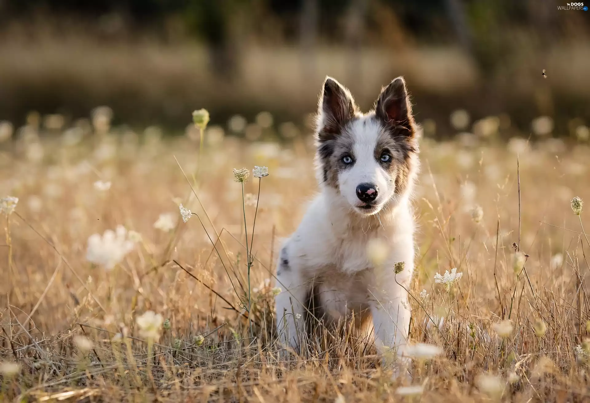 Puppy, Collie, Meadow, Border