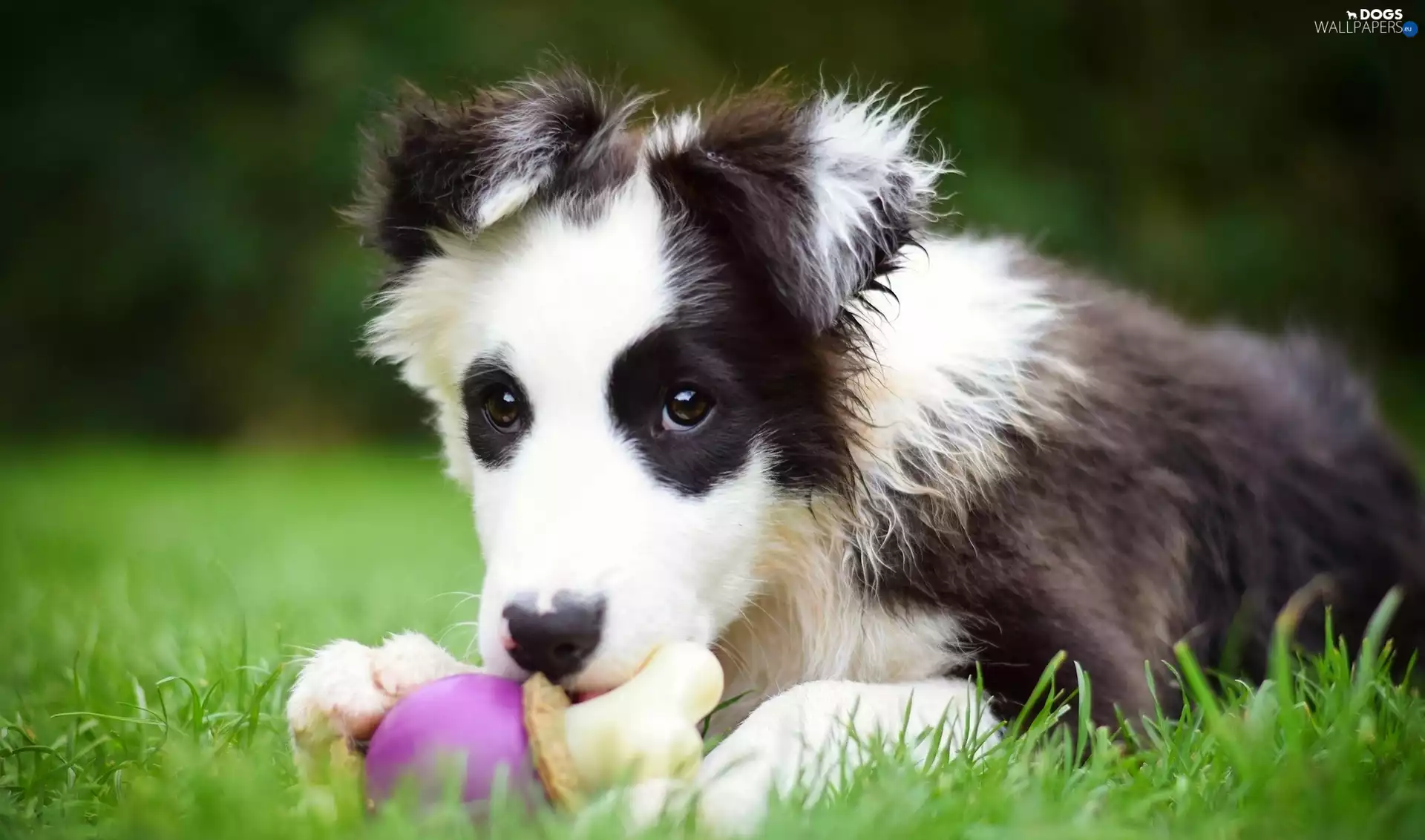 Puppy, Collie, toy, Border