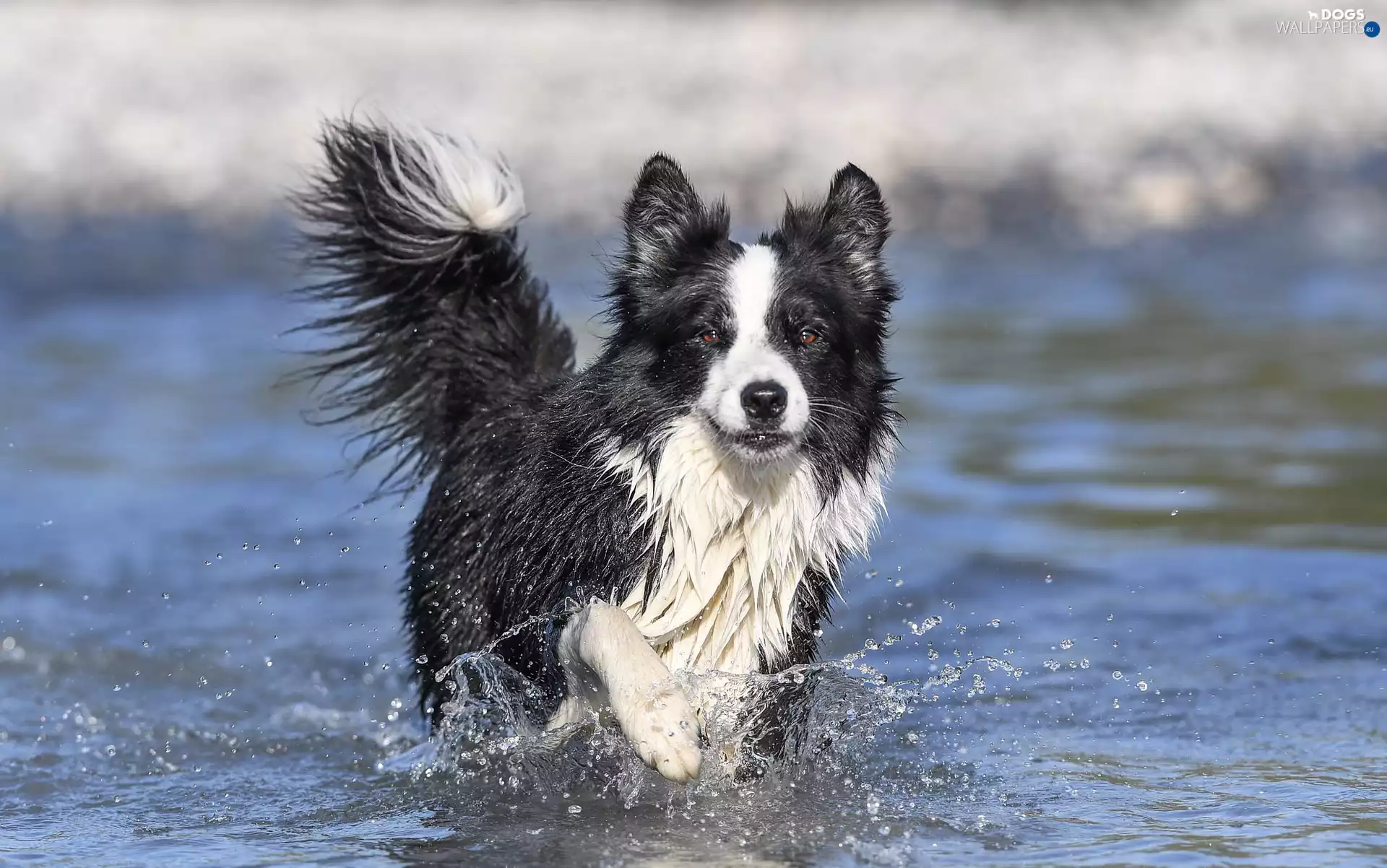 water, spray, dog, Border Collie, running