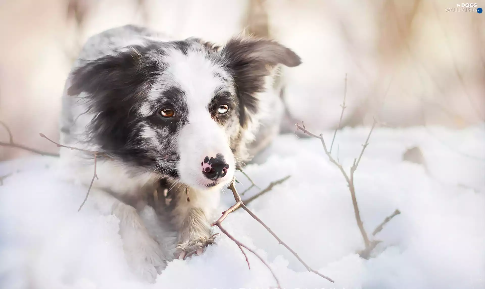 Border Collie, snow
