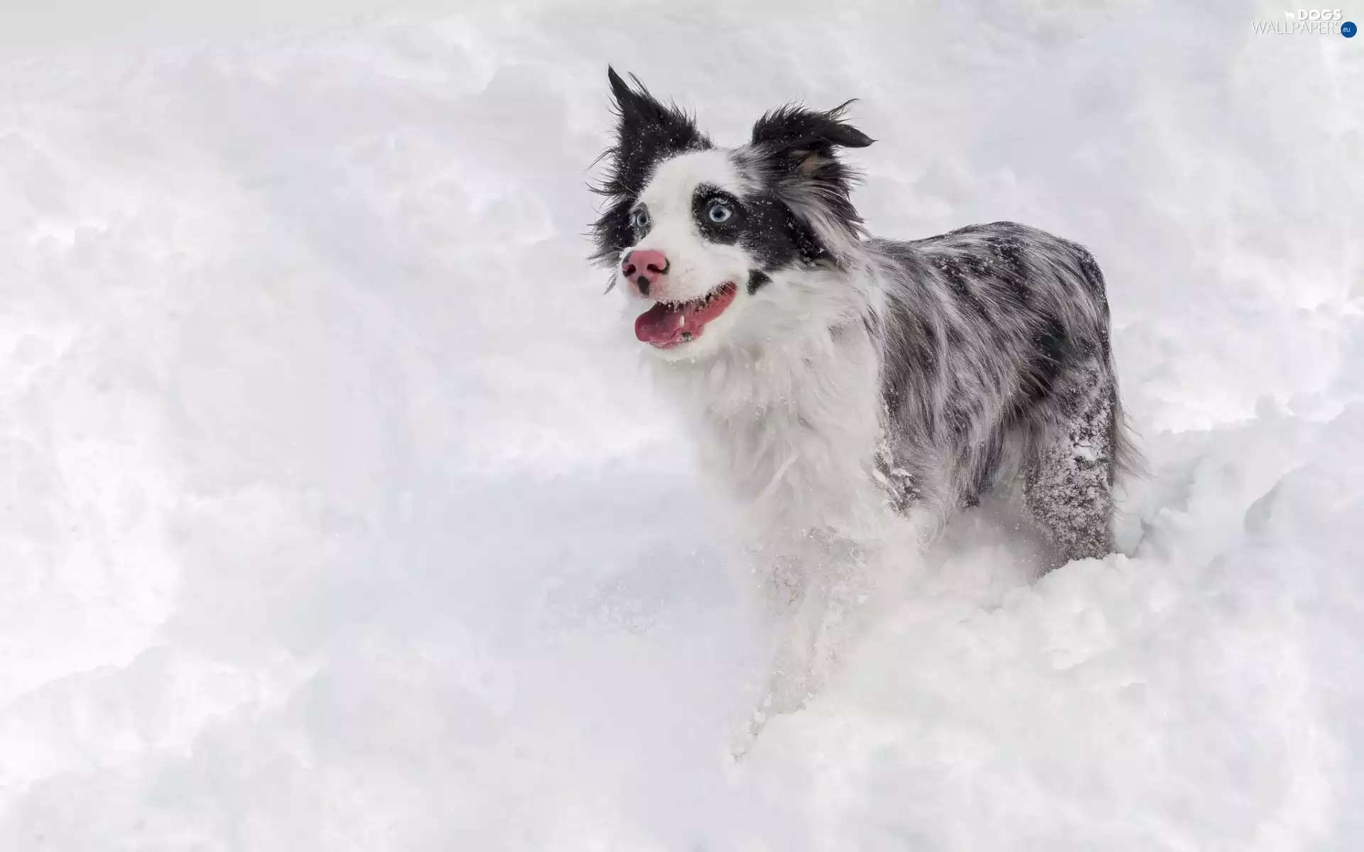 Border Collie, snow