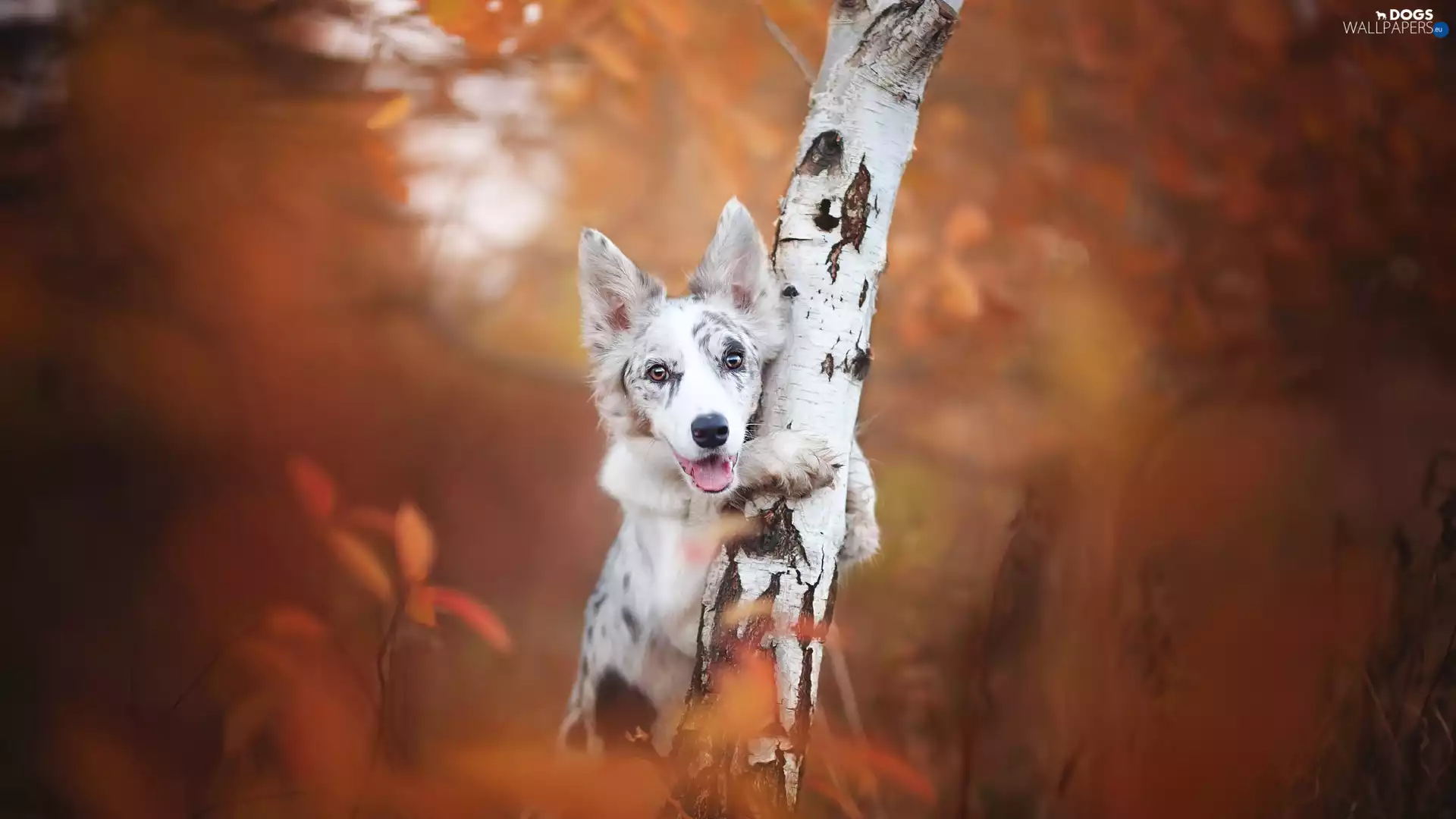 trees, birch-tree, Border Collie, muzzle, dog