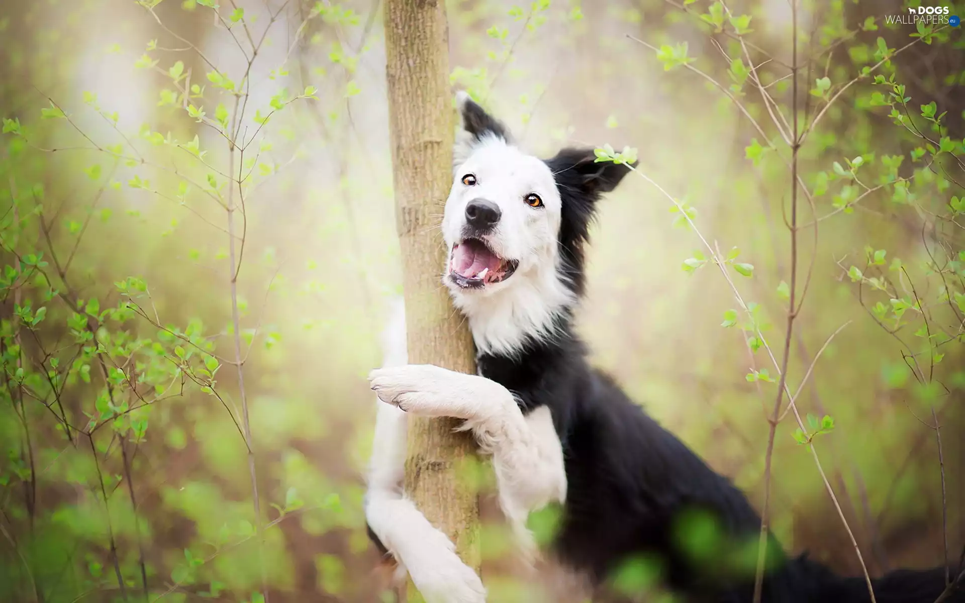 Border Collie, trees