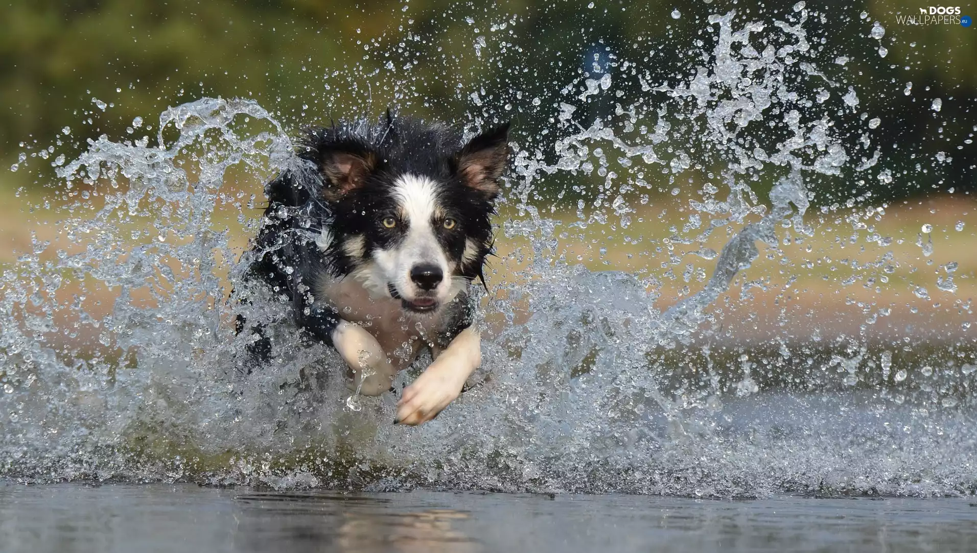 Border Collie, water