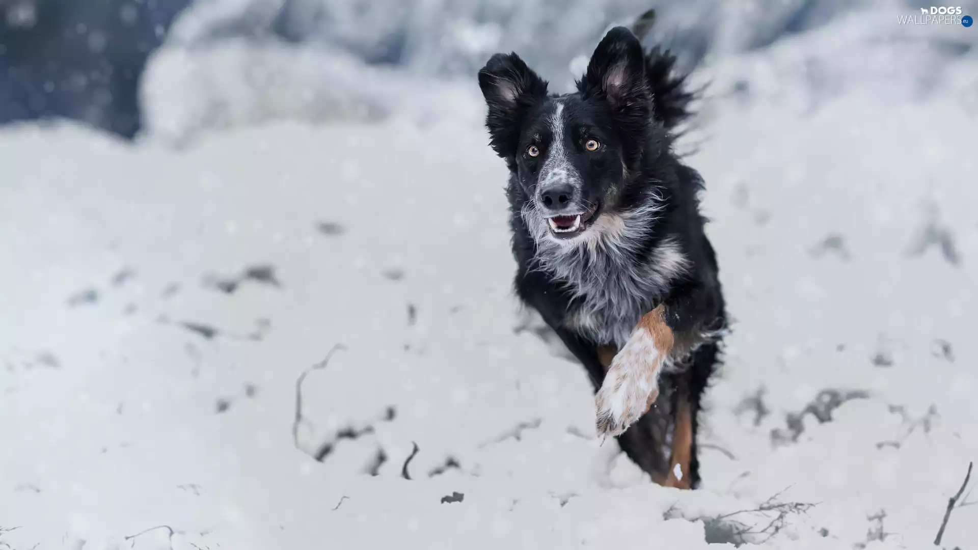 black and white, Border Collie, snow, dog