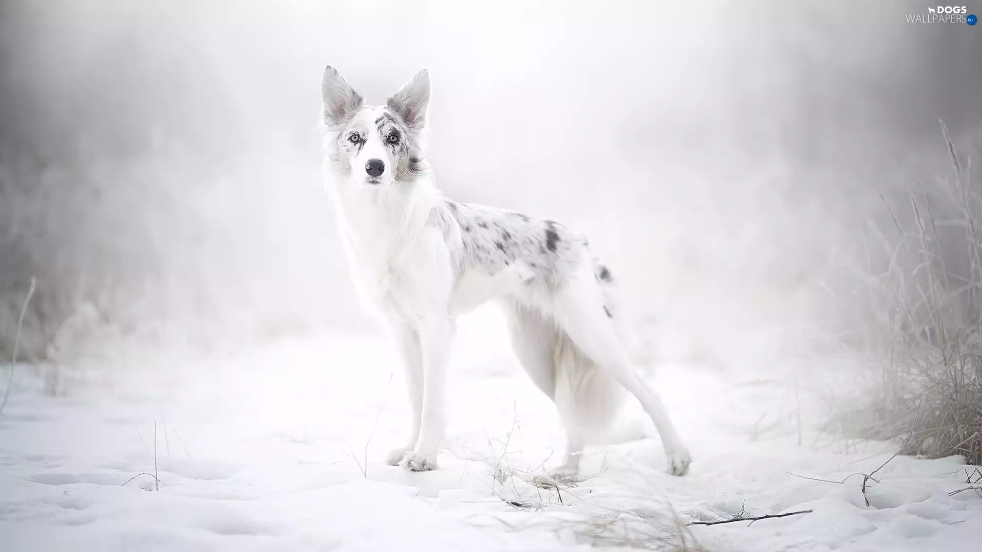 Border Collie, winter