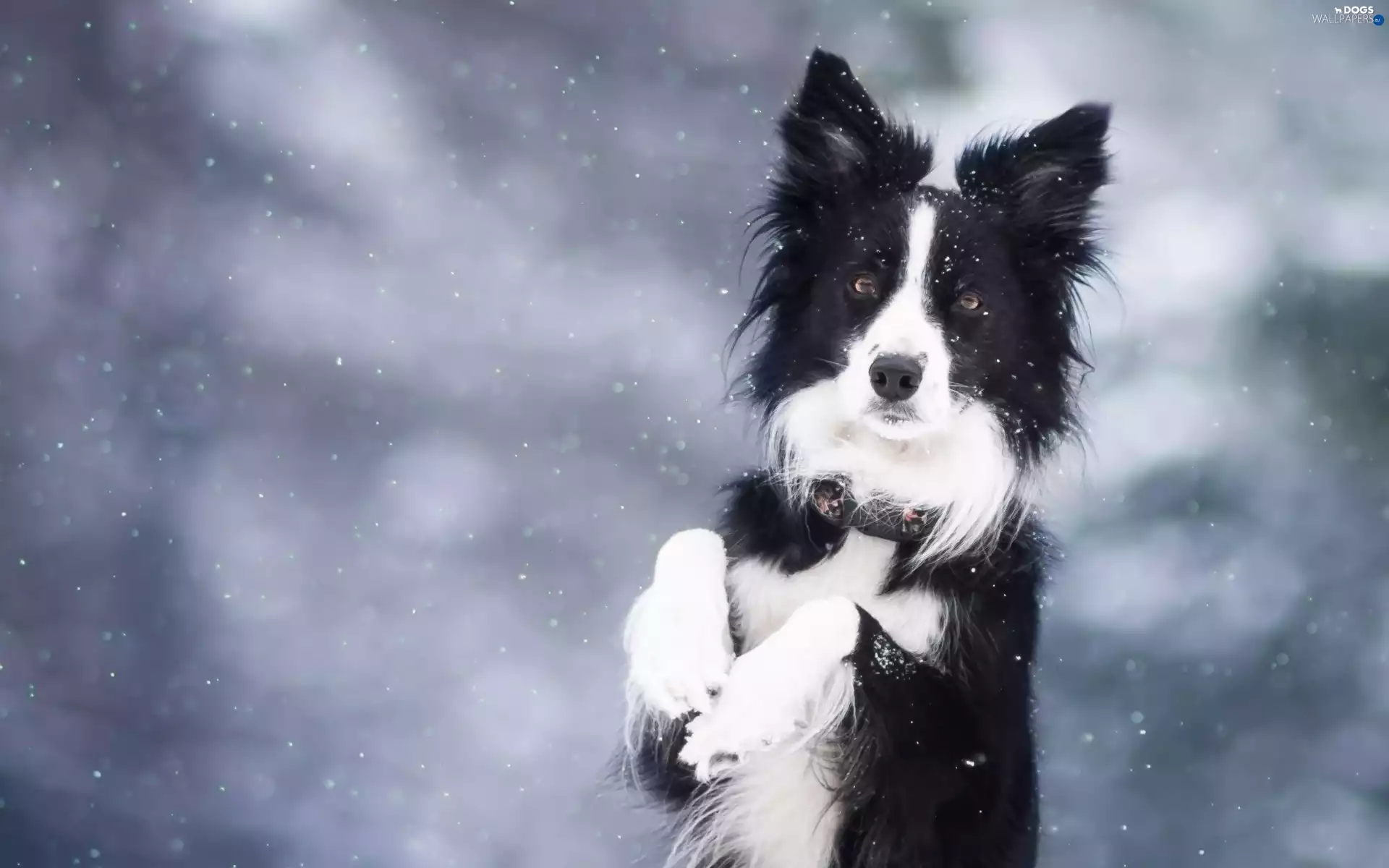 Border Collie, winter