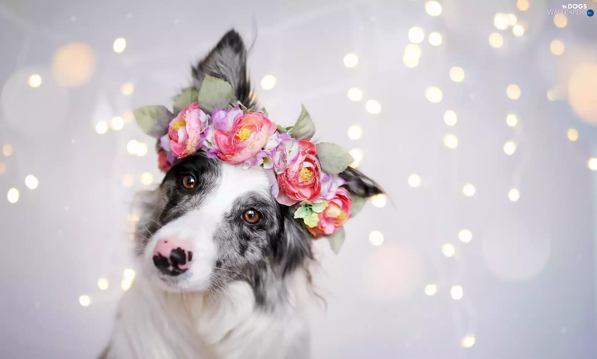 Border Collie, wreath