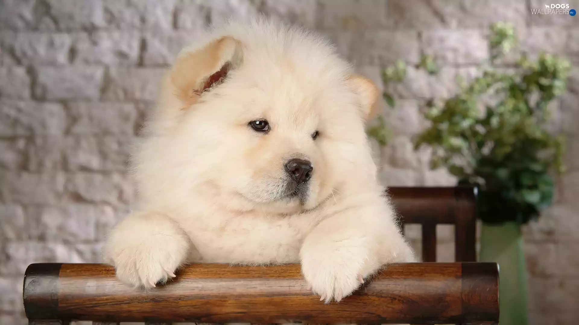bored, Chow chow