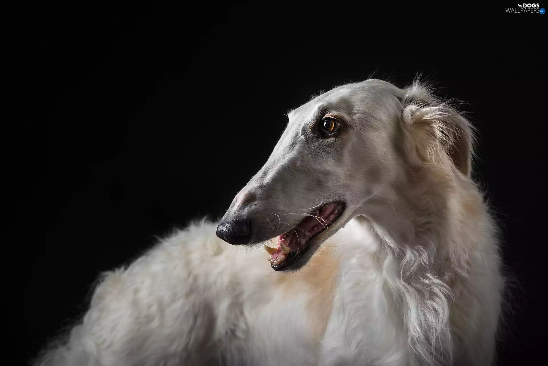 Russian Chart, dog, Borzoi