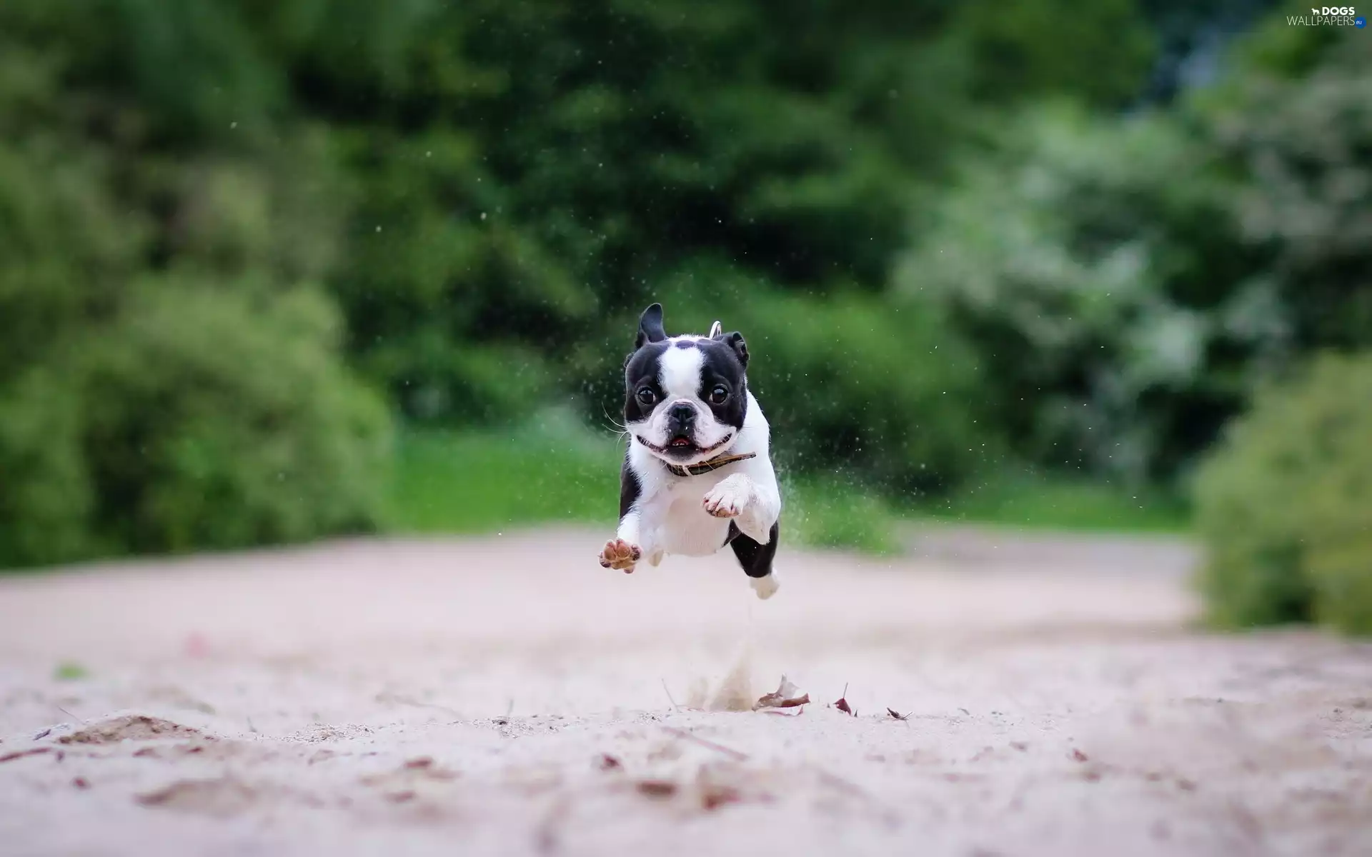 Boston Terrier, gear