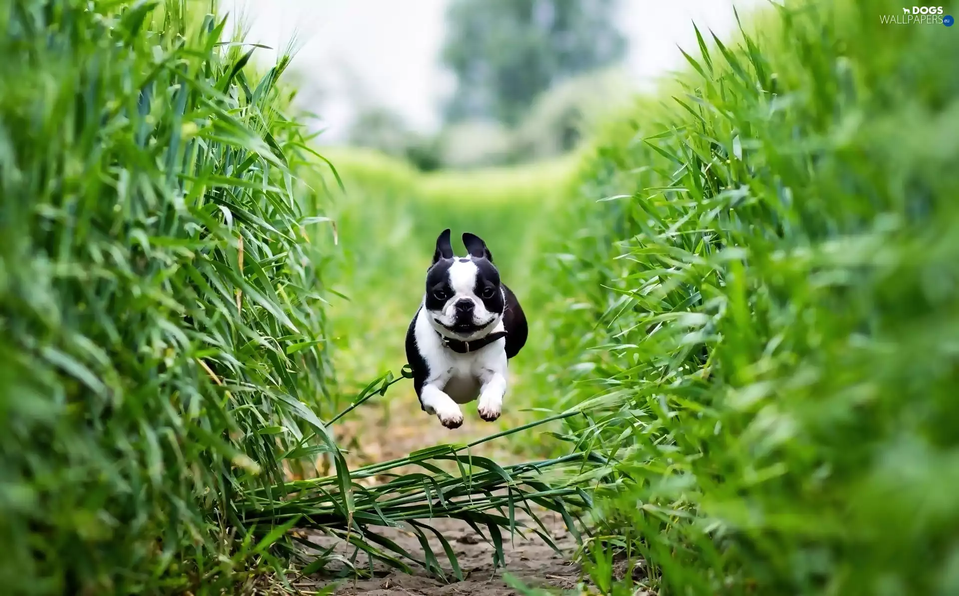 boston, Field, terrier