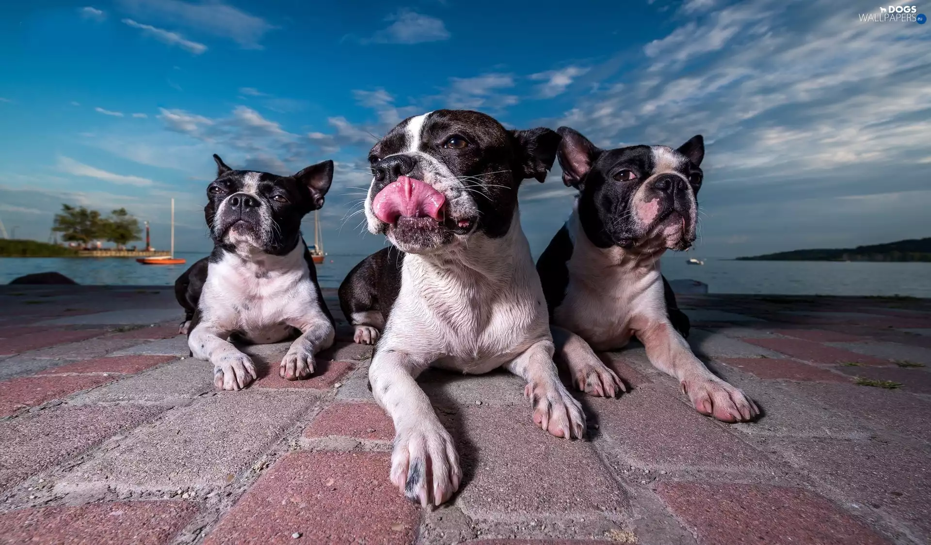 Way, brick, Dogs, Boston Terriers, Three