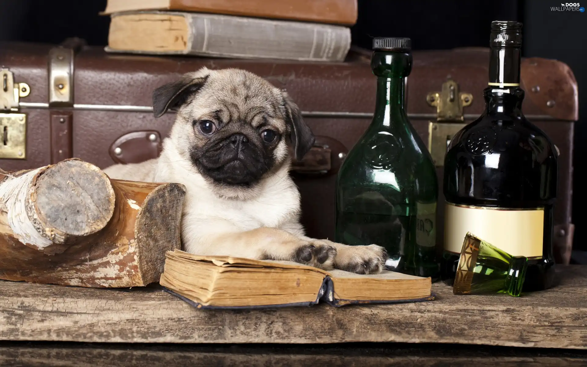 Bottles, pug, dog, Puppy