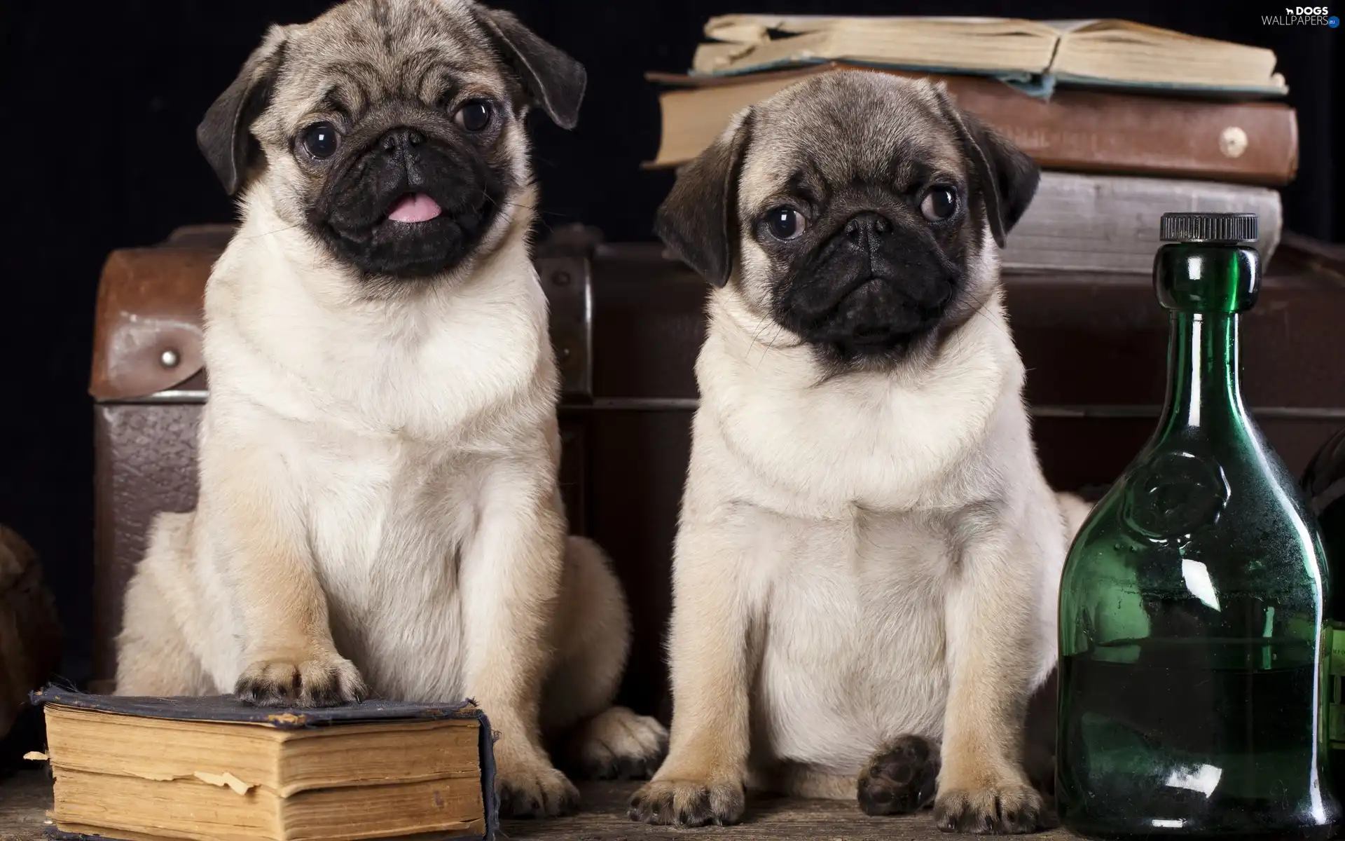 pugs, Bottles, Dogs