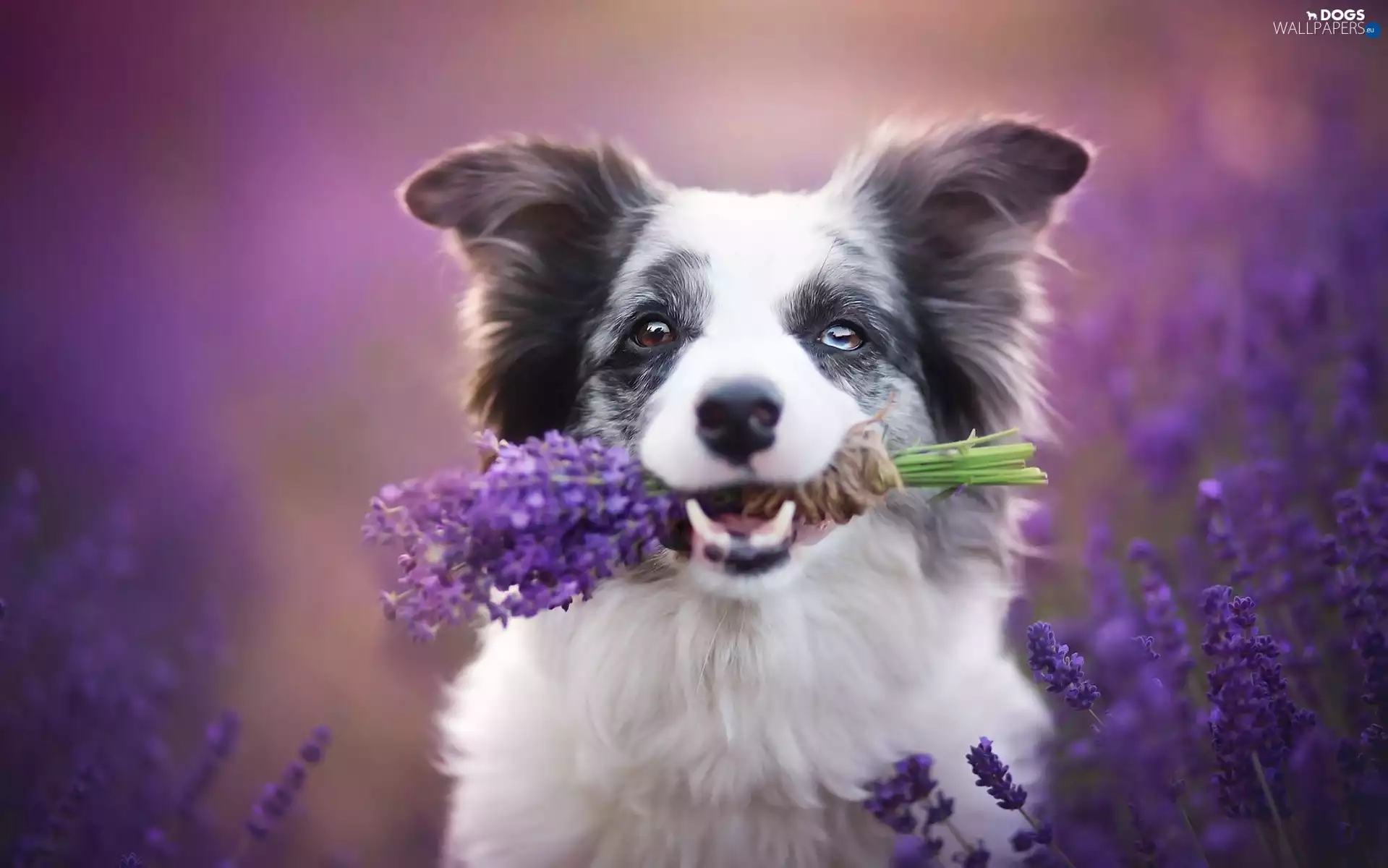 lavender, Border Collie, bouquet