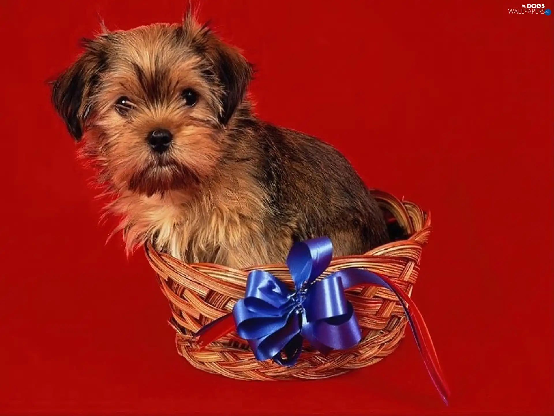 basket, bow, dog