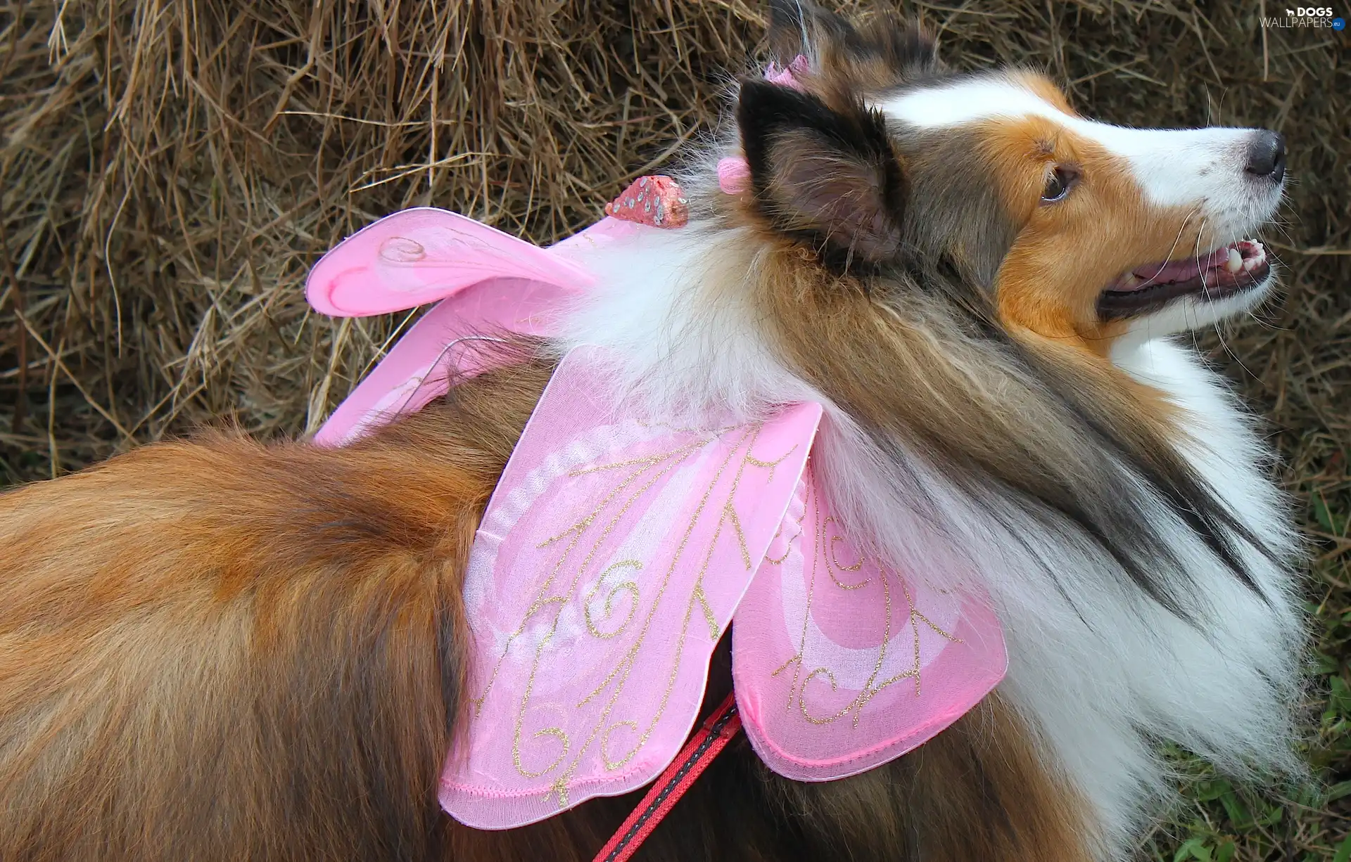 grass, bow, sheep-dog, Long-haired Scottish