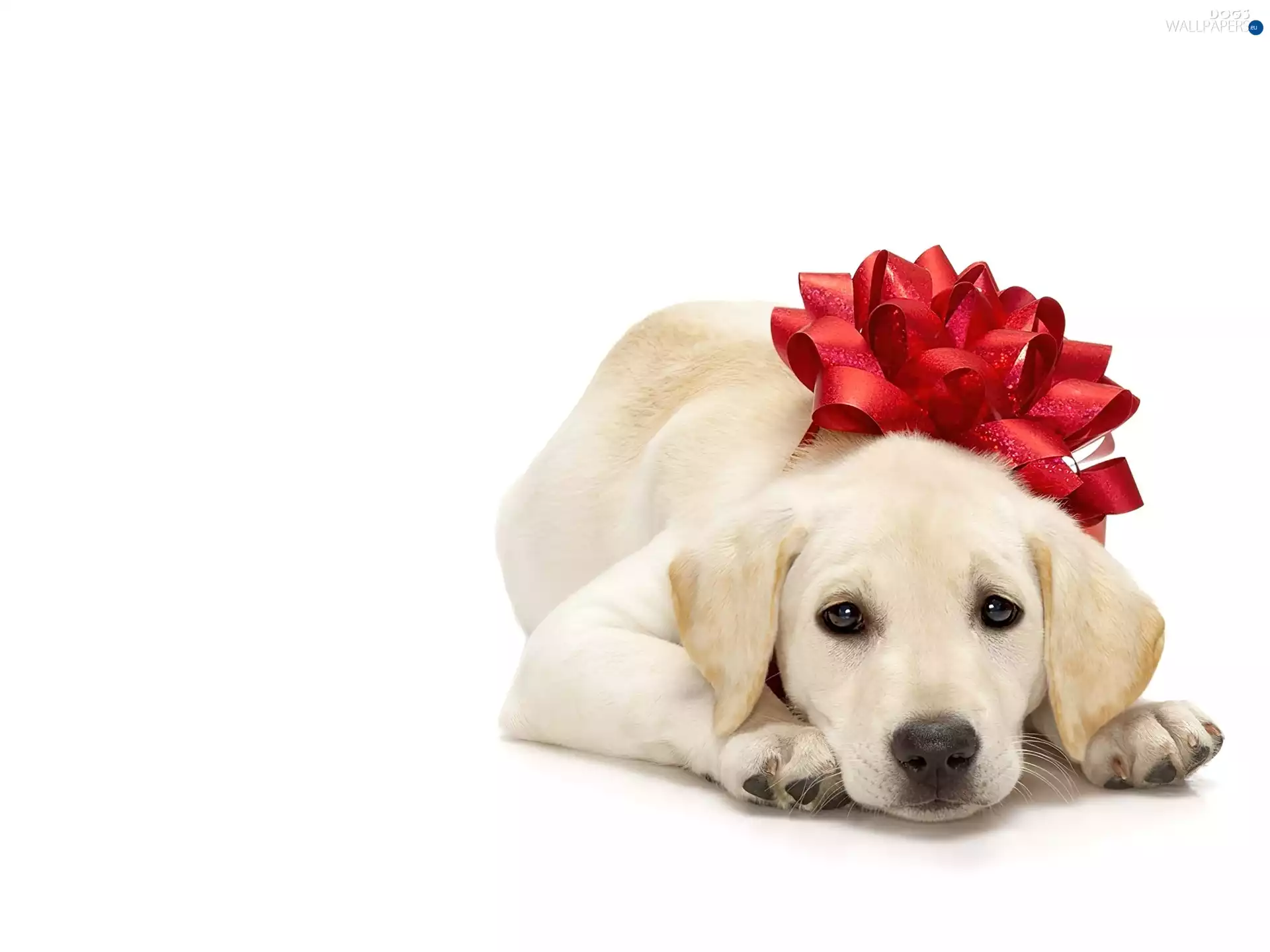 dog, red hot, bow, Labrador Retriever