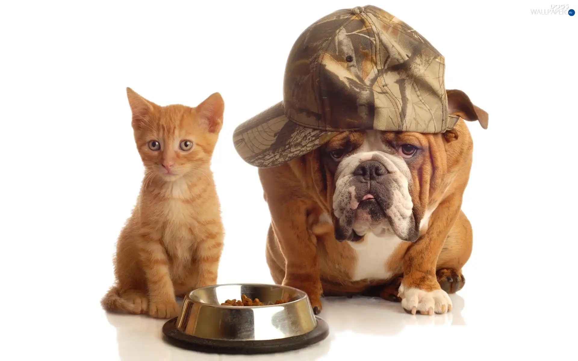 bowl, cat, dog, Hat