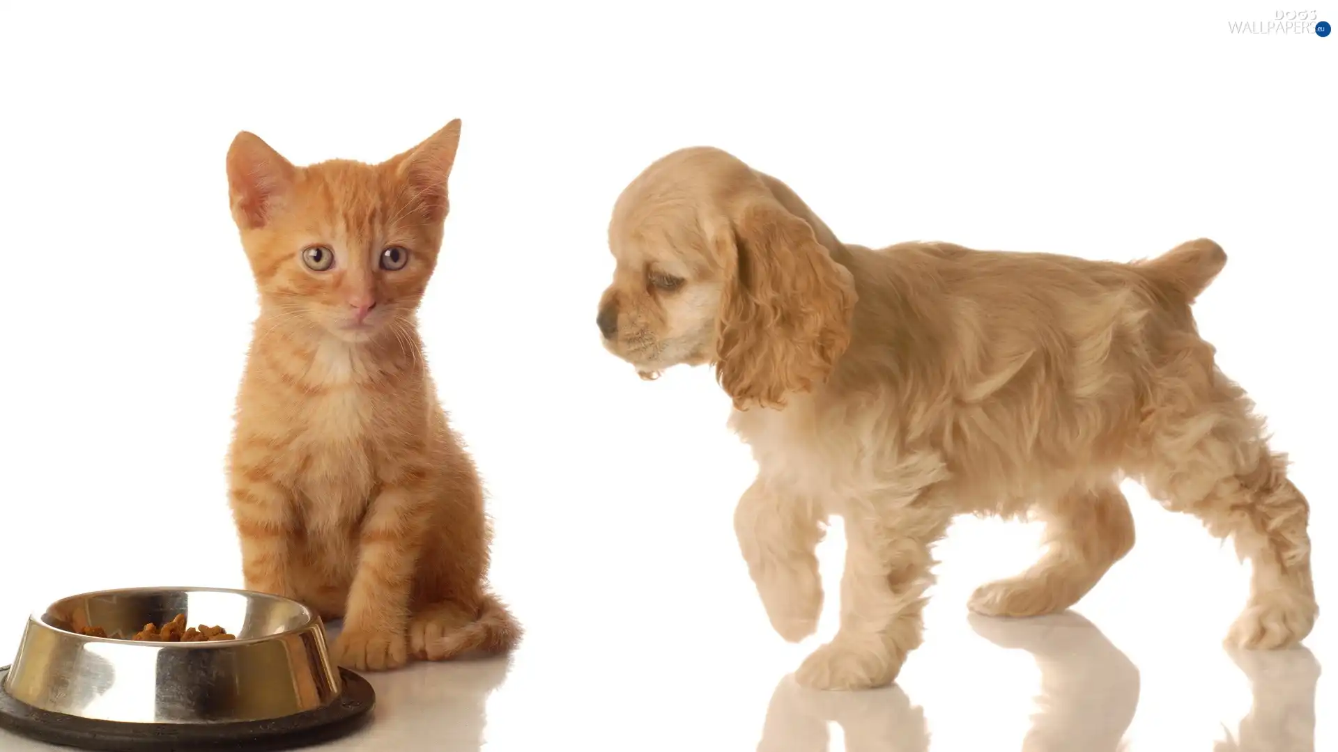 bowl, Metal, dog, cat