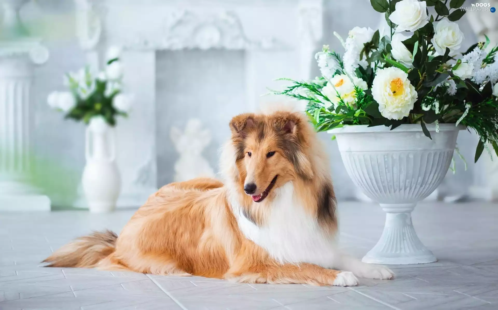 dog, bowl, Flowers, Collie rough