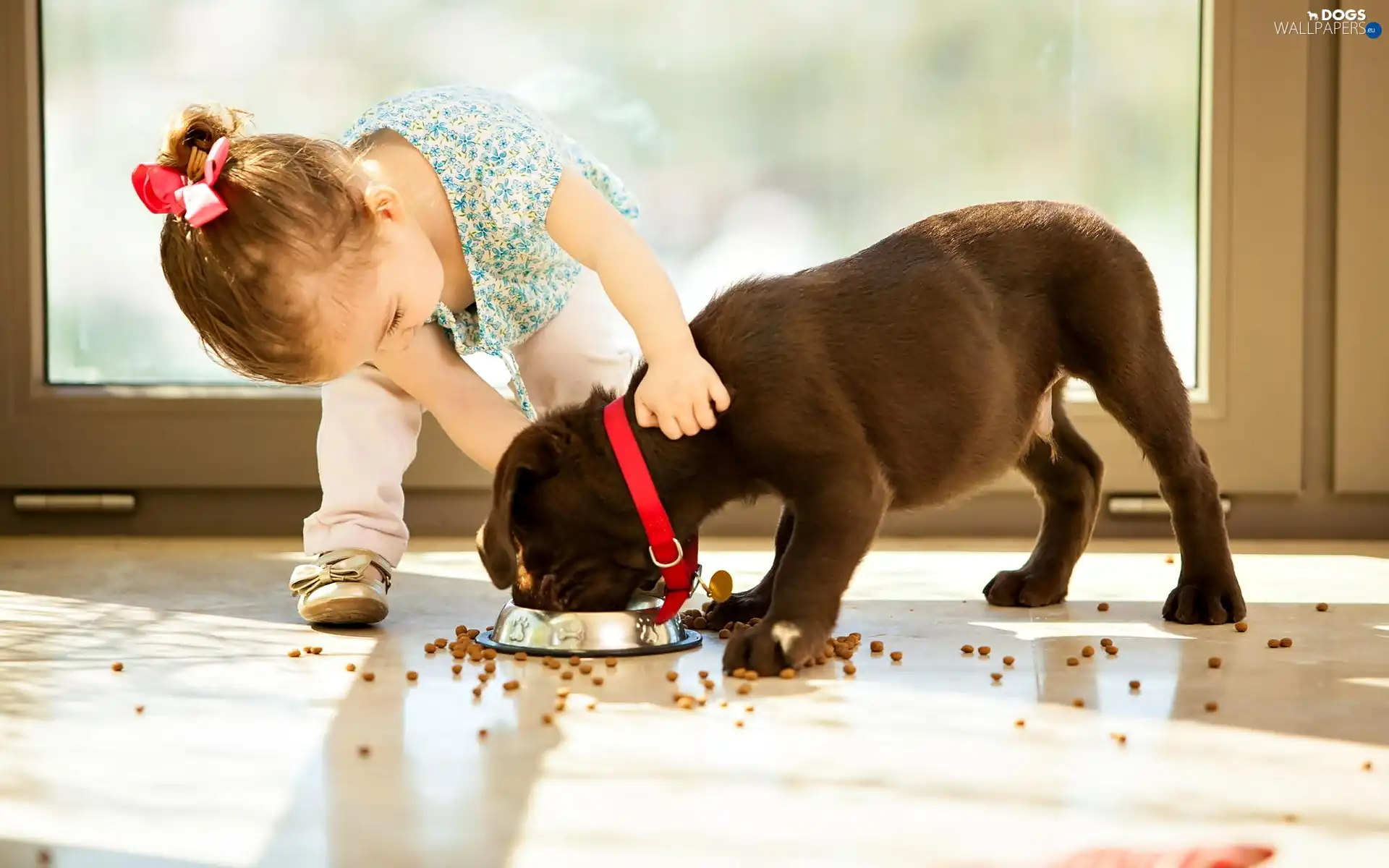 bowl, Puppy, girl, food, dog