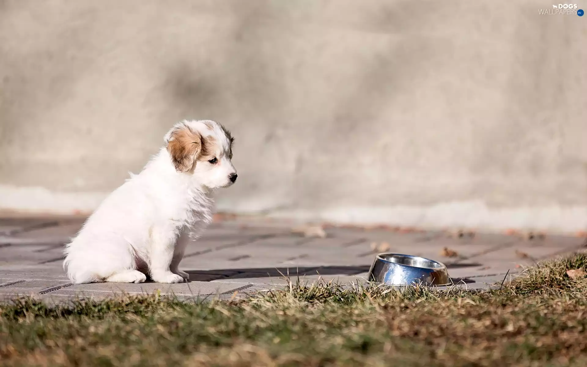 Puppy, Pavement, grass, bowl