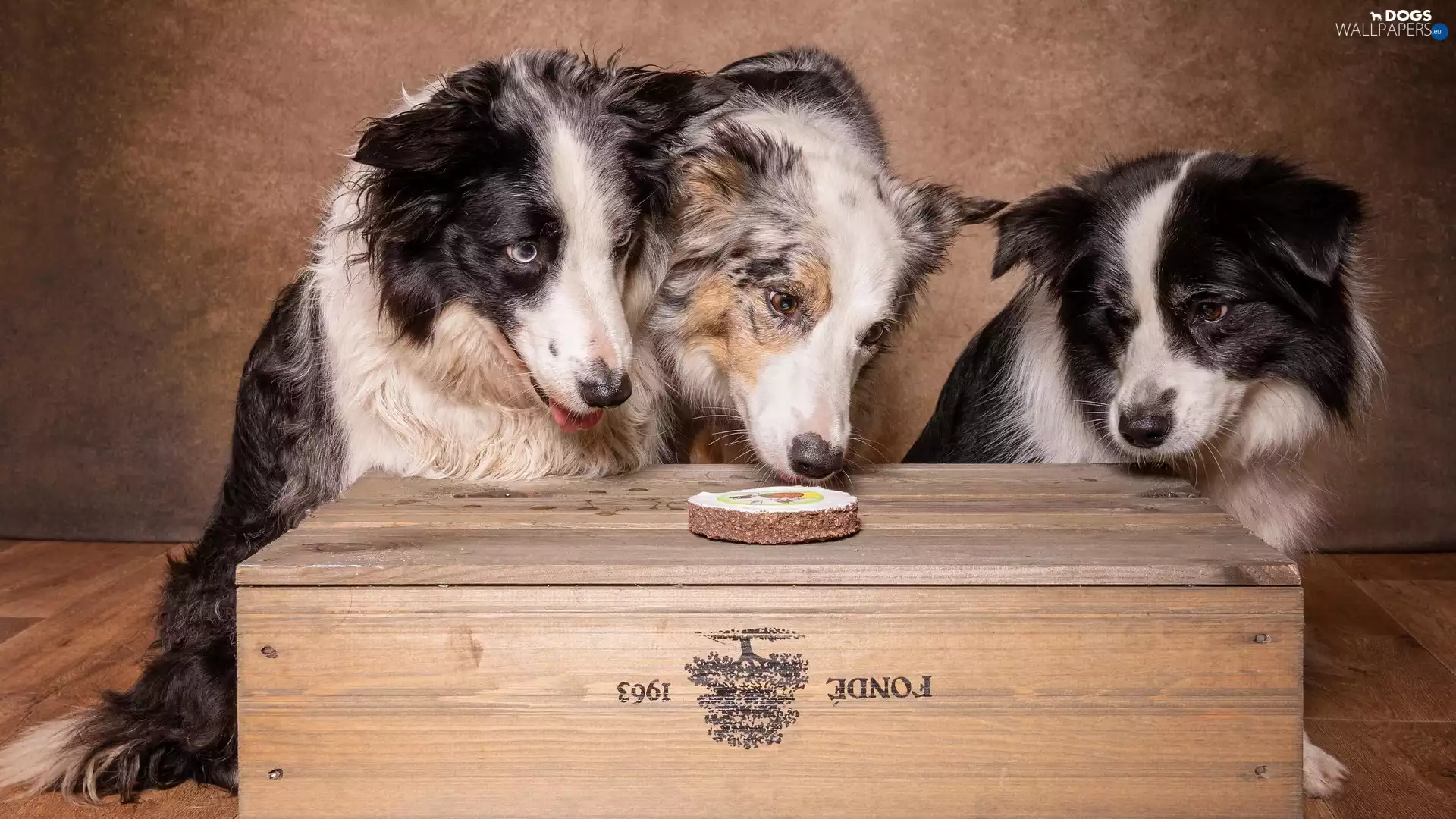 Three, box, Dainty, Border Collie