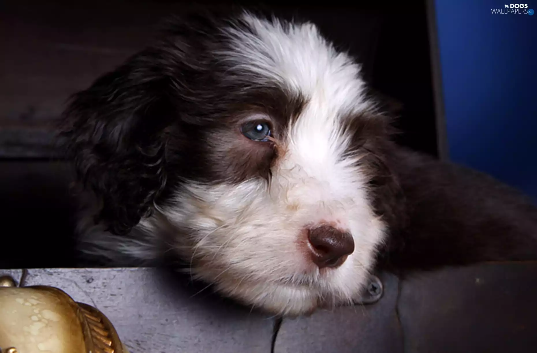 Eyes, box, Puppy, sweet, dog